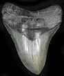 Awesome Megalodon Tooth - South Carolina #27321-1